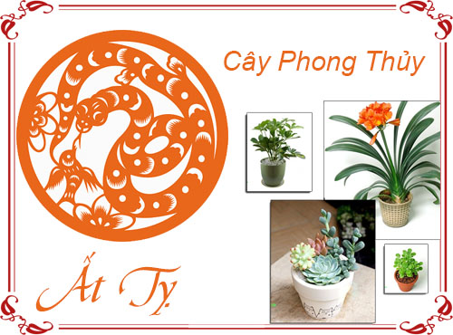 Tuổi Ất Tỵ chọn cây gì hợp phong thủy