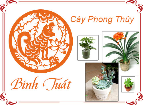 Tuổi Bính Tuất chọn cây gì hợp phong thủy