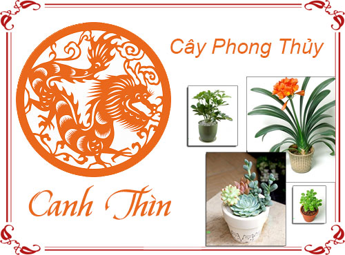 Tuổi Canh Thìn chọn cây gì hợp phong thủy