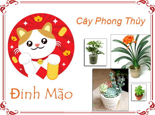 Tuổi Đinh Mão chọn cây gì hợp phong thủy