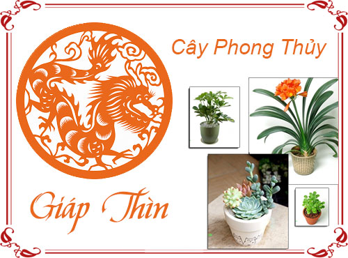 Tuổi Giáp Thìn chọn cây gì hợp phong thủy