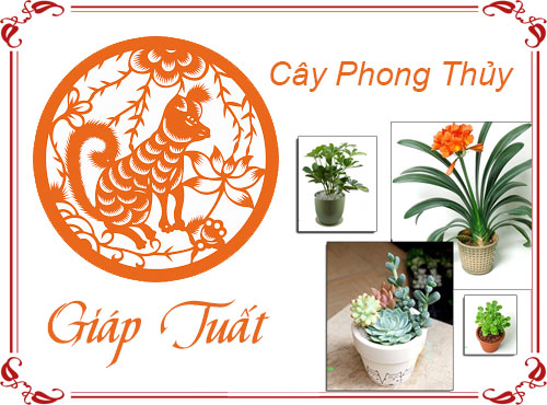 Tuổi Giáp Tuất chọn cây gì hợp phong thủy