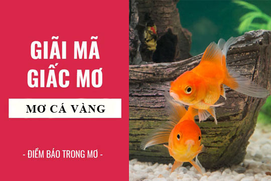 Giải mã giấc mơ: Nằm mơ thấy cá vàng điềm báo gì, lành hay dữ? con số liên quan