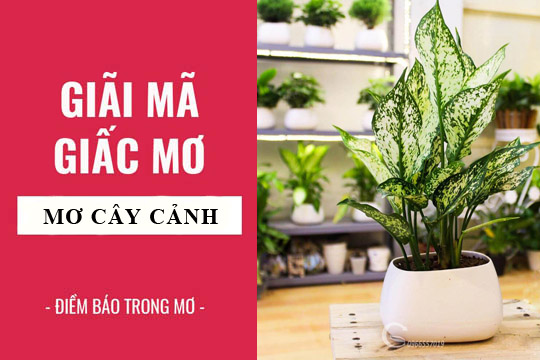 Giải mã giấc mơ: Nằm mơ thấy cây cảnh điềm báo gì, lành hay dữ? con số liên quan