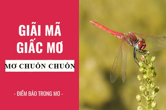 Giải mã giấc mơ: Nằm mơ thấy chuồn chuồn điềm báo gì, lành hay dữ? con số liên quan