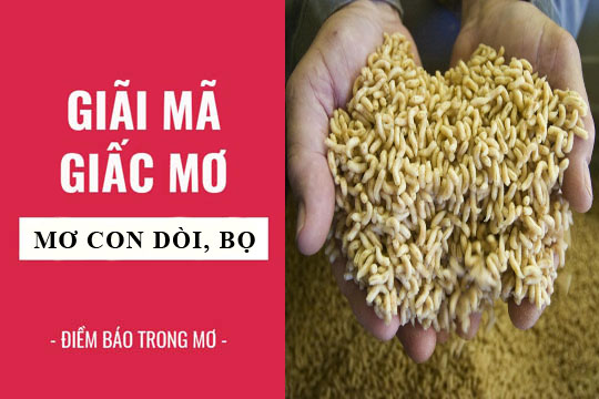 Giải mã giấc mơ: Nằm mơ thấy con dòi, bọ điềm báo gì, lành hay dữ? con số liên quan