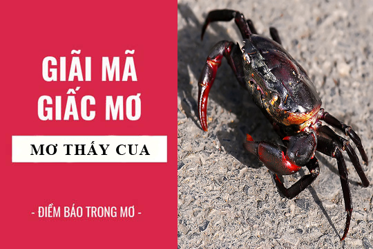 Giải mã giấc mơ: Nằm mơ thấy cua ốc, ghẹ điềm báo gì, lành hay dữ? con số liên quan