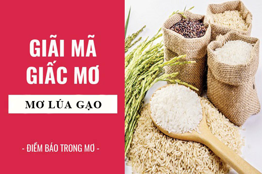 Giải mã giấc mơ: Nằm mơ thấy gạo, lúa điềm báo gì, lành hay dữ? con số liên quan