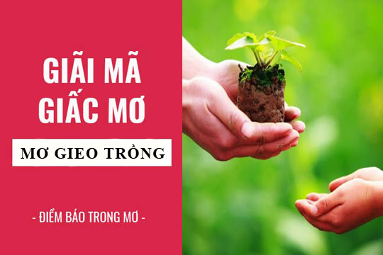 Giải mã giấc mơ: Nằm mơ thấy gieo hạt, lúa, gieo trồng điềm báo gì, lành hay dữ? con số liên quan