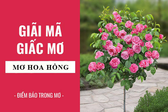 Giải mã giấc mơ: Nằm mơ thấy hoa hồng, nụ hồng điềm báo gì, lành hay dữ? con số liên quan