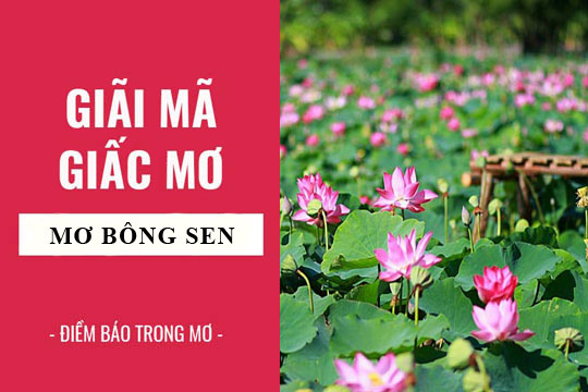 Giải mã giấc mơ: Nằm mơ thấy bông sen, hoa sen điềm báo gì, lành hay dữ? con số liên quan