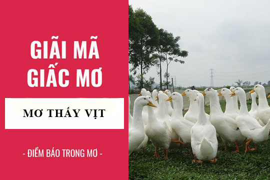 Giải mã giấc mơ: Nằm mơ thấy con vịt, vịt chết điềm báo gì, lành hay dữ? con số liên quan