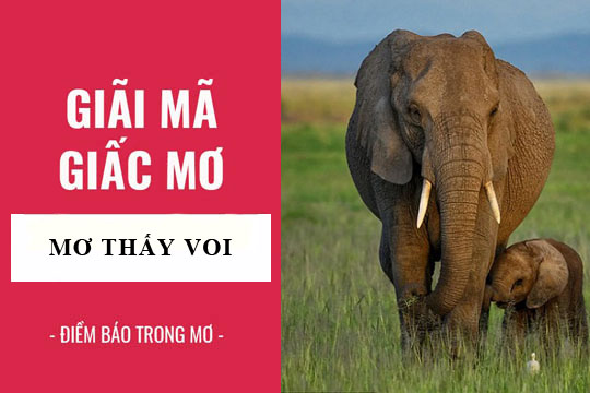 Giải mã giấc mơ: Nằm mơ thấy voi điềm báo gì, lành hay dữ? con số liên quan