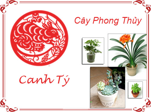 Tuổi Canh Tý chọn cây gì hợp phong thủy